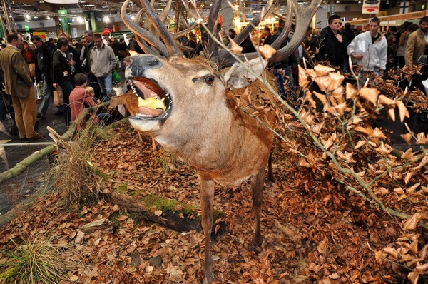 Pferd u Jagd   016.jpg